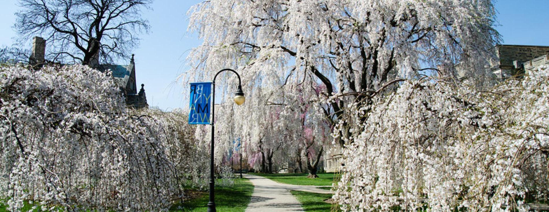 campus trees